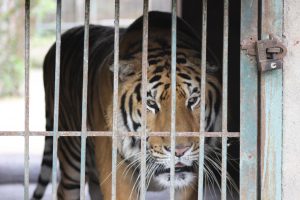 Tiger at a tiger farm in Vietnam