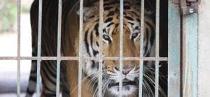 Tiger on Vietnamese tiger farm, Vietnam